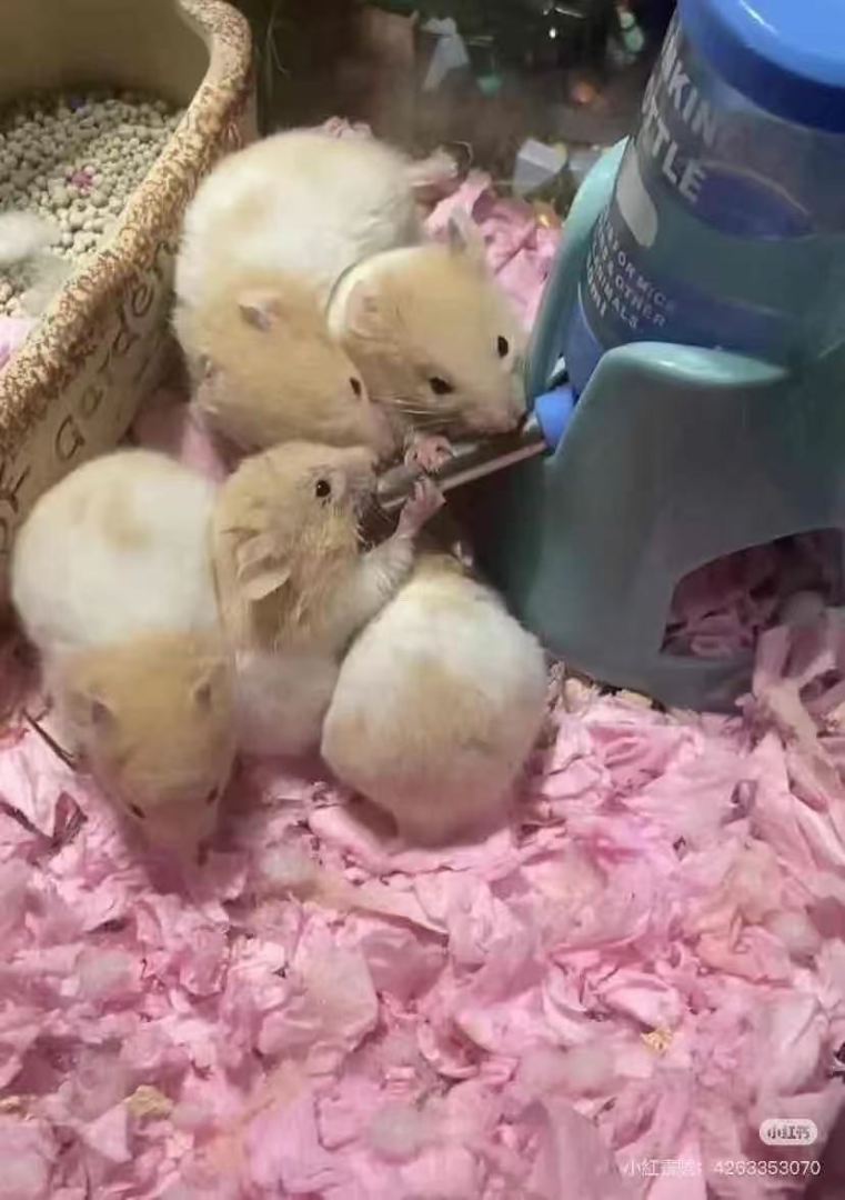 Selling bear-shaped mouse at a low price63235953966211111