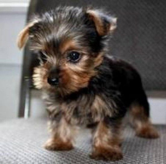  Good Yorkshire terrier puppies63492692423809110