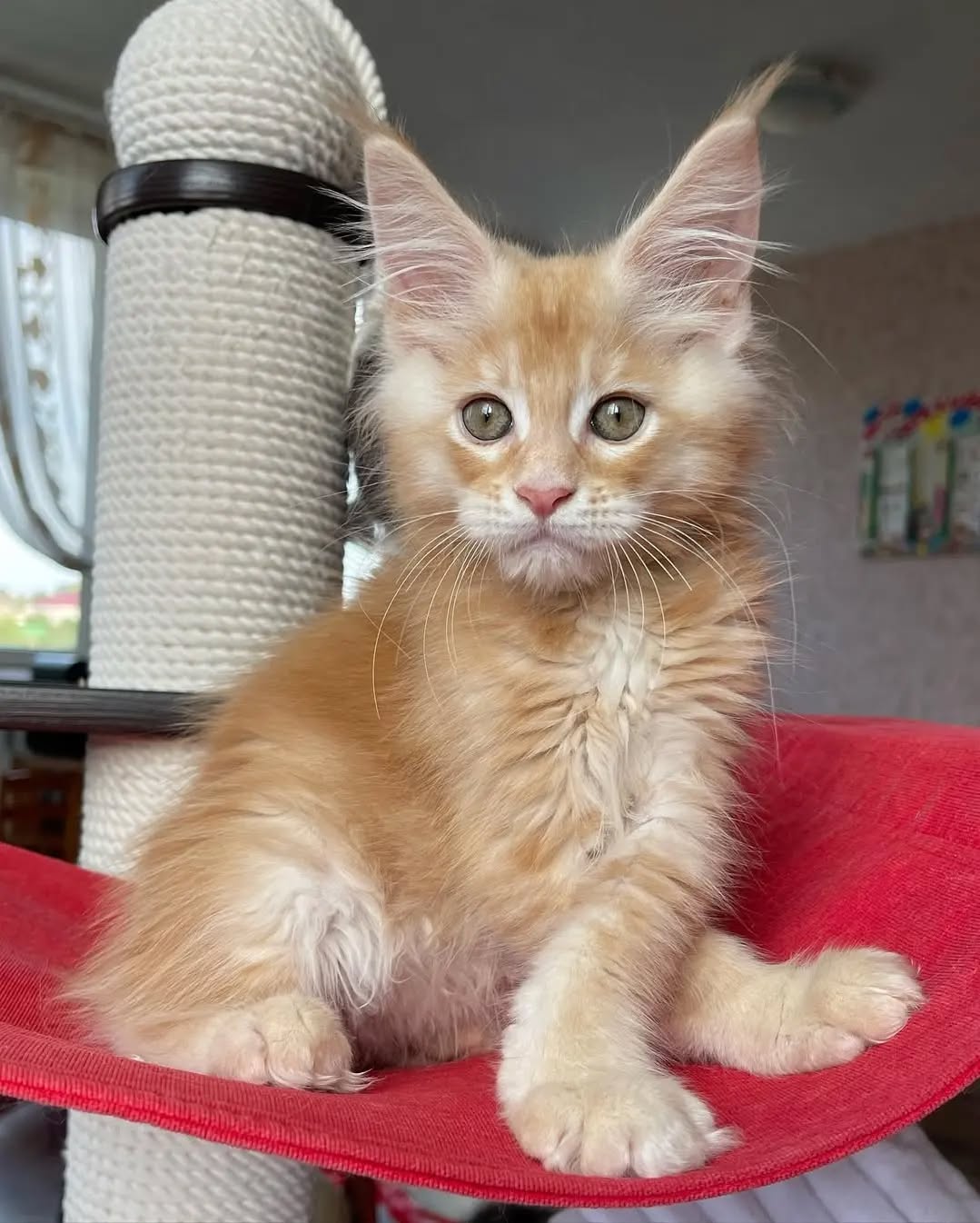 12-Week-Old Maine Coon Kittens Available for Adoption