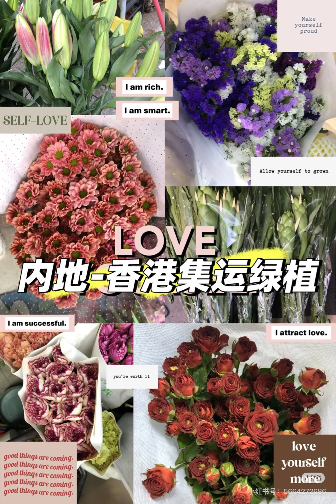 Buy Green Plants Online Even in Hong Kong 🇭🇰636101137975061112