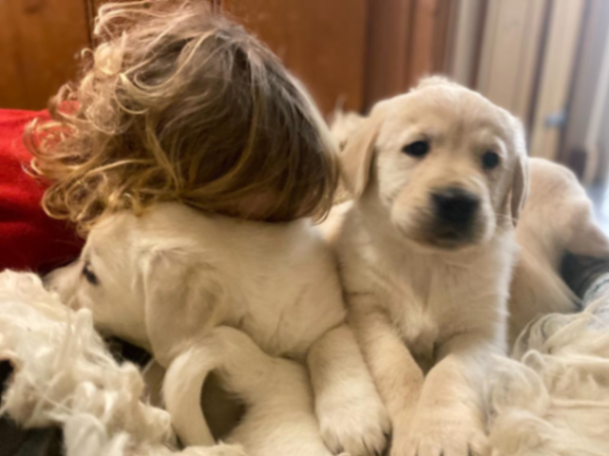 Golden Retriever puppies63492648016129110