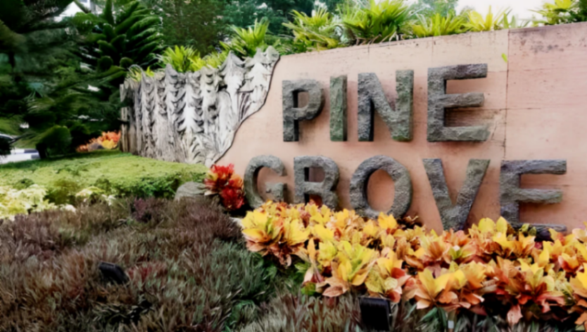 Pine Grove - X163383613630465110