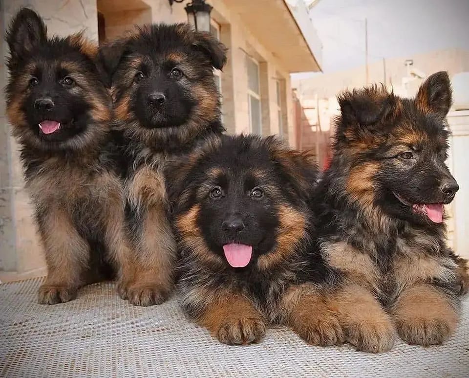 Purebred German Shepherd Puppies Vaccinated For Sale